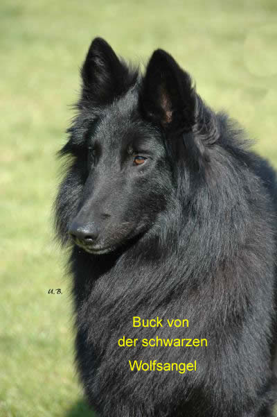 Fotogalerie Buck von der schwarzen Wolfsangel