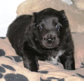 Jatoba black Rex of Vanessa