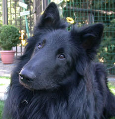 Balou v. der schwarzen Wolfsangel